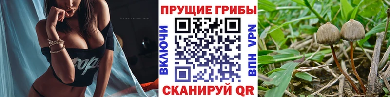 ОМГ ОМГ как войти  Урюпинск  Галлюциногенные грибы Psilocybine cubensis 